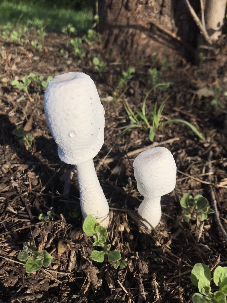 Leucocoprinus cepistipes