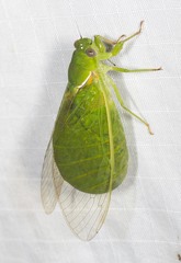 Glaucopsaltria viridis