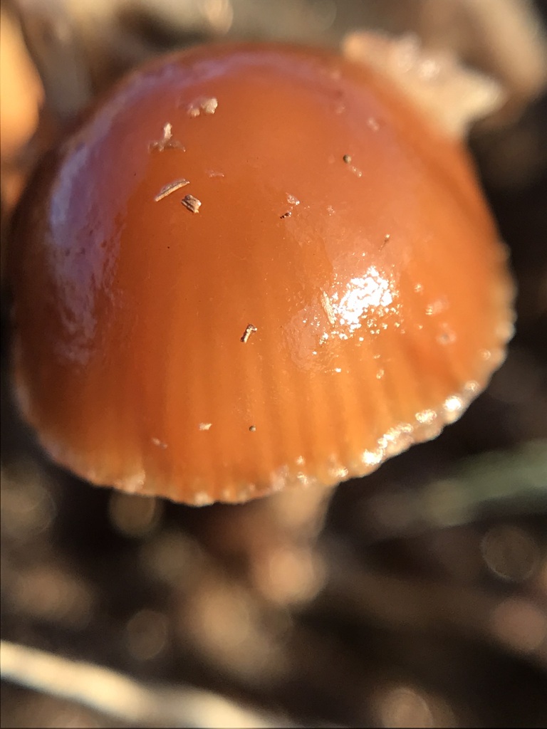 Deconica coprophila · May 2023 · photo: © tutitah (iNaturalist, cc0)