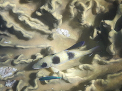 Parupeneus crassilabris