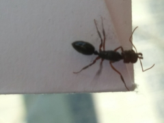 Odontomachus