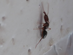 Odontomachus