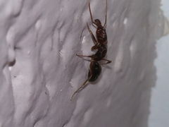 Odontomachus