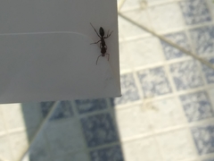 Odontomachus