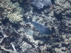 Naso tonganus
