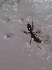Odontomachus