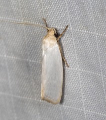 Xylorycta assimilis