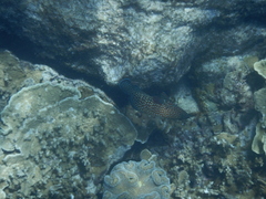Cephalopholis cyanostigma