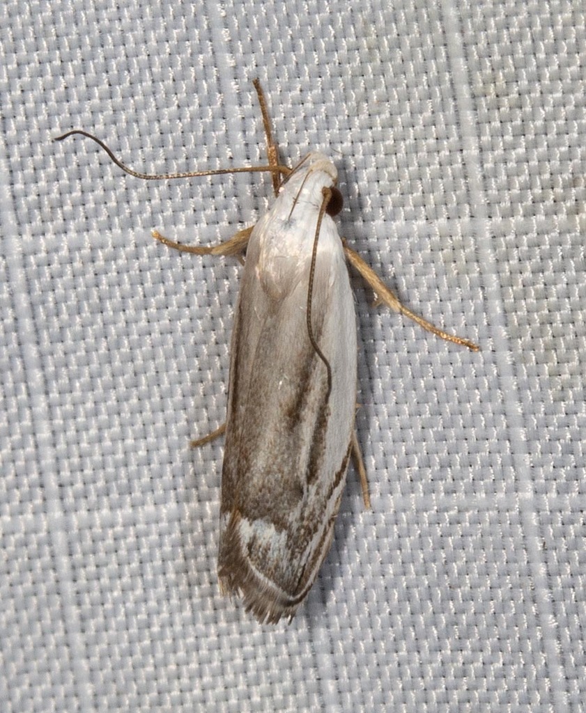 Plectophila micradelpha