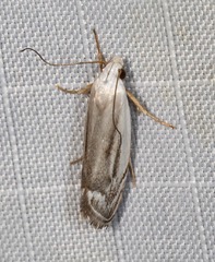 Plectophila micradelpha