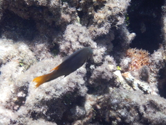 Neoglyphidodon nigroris