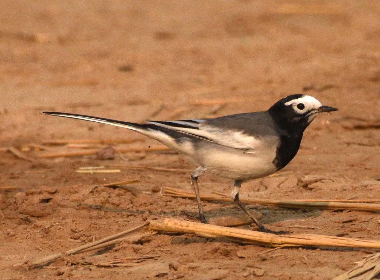 White Wagtail