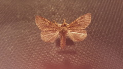 Macrurocampa marthesia