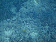 Chaetodon plebeius