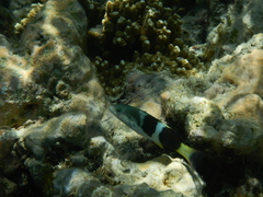 Thalassoma nigrofasciatum