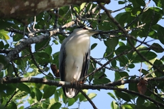Nycticorax nycticorax