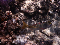 Lethrinus atkinsoni