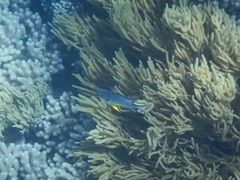 Amblyglyphidodon leucogaster