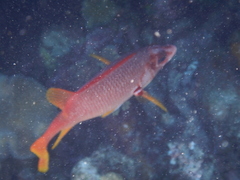 Sargocentron spiniferum