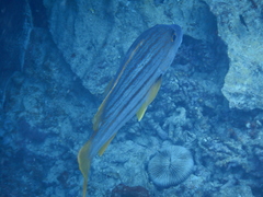 Lutjanus carponotatus