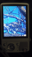 Colaptes auratus auratus