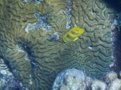 Chaetodon rainfordi