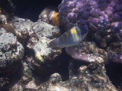 Scarus dimidiatus