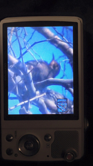 Colaptes auratus auratus