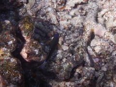 Pomacentrus bankanensis