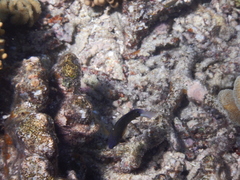 Pomacentrus bankanensis