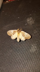 Peridea basitriens