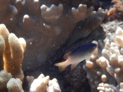 Chrysiptera rollandi