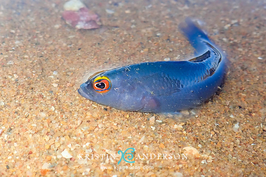 Yellowfin Dottyback