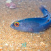 Pseudochromis wilsoni - Photo (c) Kristin Anderson, algunos derechos reservados (CC BY-NC), subido por Kristin Anderson