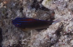 Pomacentrus bankanensis