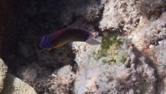 Pomacentrus bankanensis