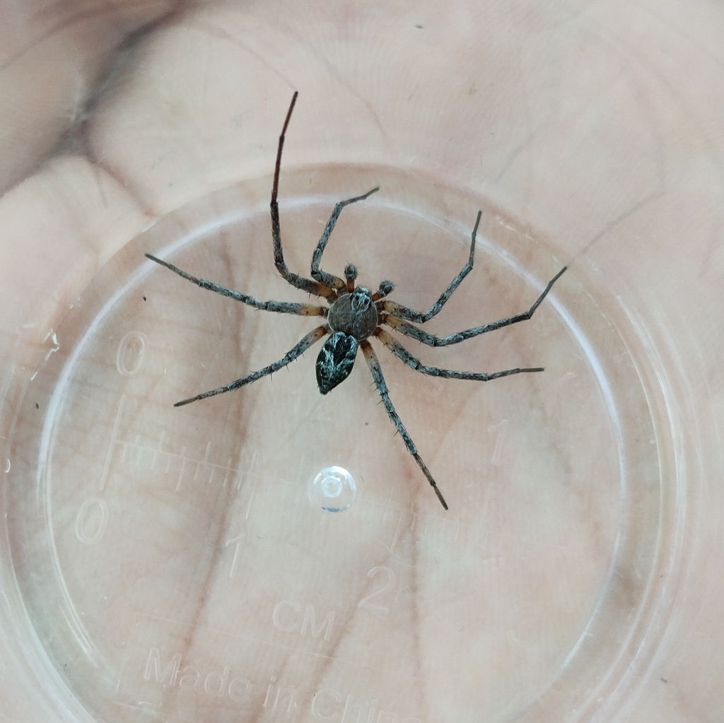 Philodromus splendens