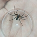 Philodromus splendens - Photo no rights reserved, uploaded by Harukano