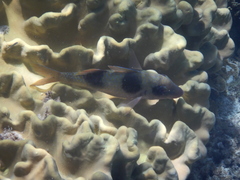 Parupeneus crassilabris