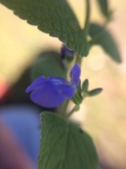 Salvia leptostachys