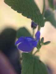 Salvia leptostachys