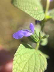 Salvia leptostachys