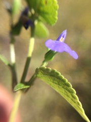 Salvia leptostachys