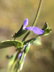 Salvia leptostachys