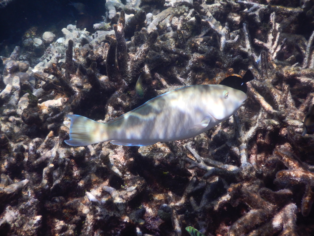 Pacific Longnose Parrotfish