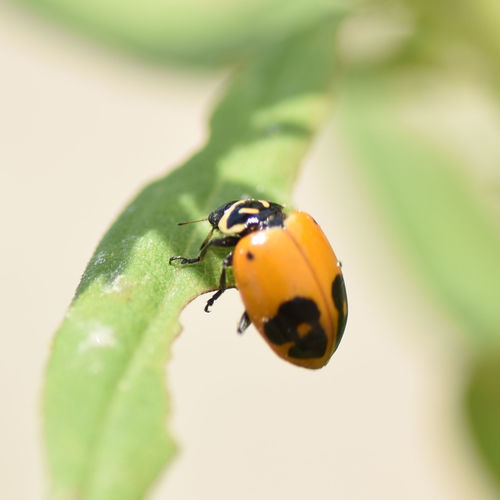 Glacial Lady Beetle (Hippodamia glacialis), a species recorded in Nebraska