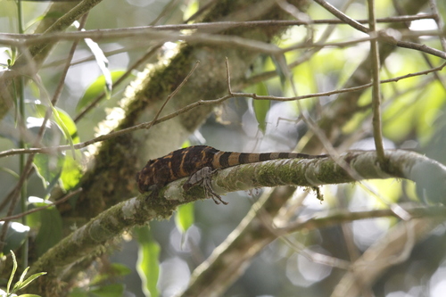 Anolis savagei