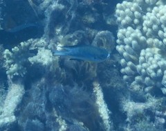 Amblyglyphidodon leucogaster