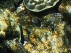 Anampses neoguinaicus