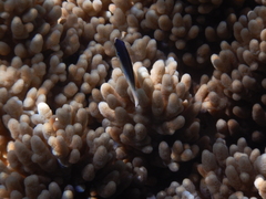 Anampses neoguinaicus